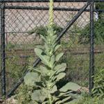 Common mullein - mature second year flower