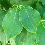 Cornus kousa leaves