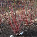 Red twig dogwood stems
