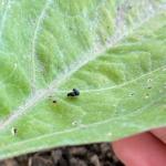 Eggplant flea beetle