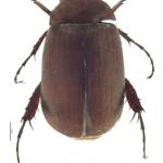 Fig. 3. Asiatic garden beetle adult (Maladera castanea). Photo courtesy of Emmy Engasser, Wichita State University, Bugwood.org