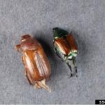 Figure 4. European chafer adult (Amphimallon majale) left is larger than Japanese beetle adult. Photo courtesy of Bruce Watt, University of Maine, Bugwood.org 