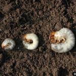 Figure 5. Larvae of different species of scarab beetles, AKA white grubs, look very similar, but can be distinguished by raster pattern.  Photo courtesy of David Cappaert, Bugwood.org   