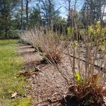 Hedge of Hydrangea macrophylla with winter injury