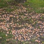 Ginkgo biloba fruit on ground