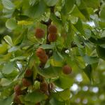 Ginkgo biloba fruit on tree