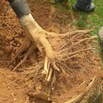 Figure 3. Tree roots may be substantially reduced as a result of being dug for planting.
