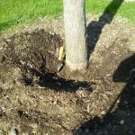 Figure 7. Excessive soil and mulch after planting may be problematic in the landscape.