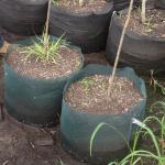 Figure 8. Nursery trees may be grown in flexible in-ground containers (In-ground fabric or IGF). 