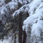 Eastern hemlock (Tsuga canadensis) after a snowfall; benefits related to the interception of precipitation can be realized year-round with evergreen conifers.