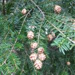 Figure 3. Cones of conifers may provide food for wildlife. 