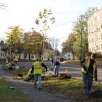Figure 4: Volunteers planting trees downtown Northampton. Photo credit: B. Hathaway