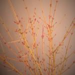 Honshu maple 'Winter Gold' branches
