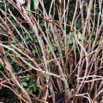 Fig. 2 - Hydrangea macrophylla dead stems