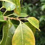Iron deficiency in long stalk holly
