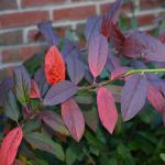 Itea virginica fall color in shade