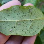 Even without the insects seen in this photo, the tar spot-like excrement on the underside of this Rhododendron spp. leaf is a great indicator of the presence of lace bugs.