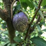 Fig. 1: Brown rot, caused by Monilinia fructicola, on plum (Prunus domestica).