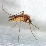 Mosquito adult (Aedes vexans)