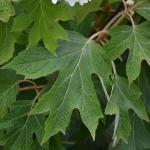 Hydrangea quercifolia leaves