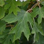Oakleaf hydragea foliage