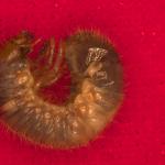 The larva of an oriental beetle (Anomala orientalis) found in the containerized soil of yellowwood. Image: Tawny Simisky, UMass Extension