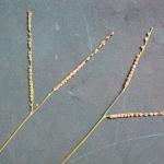seedheads of Paspalum setaceum