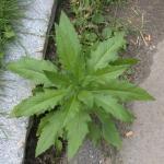 Pilewort (Erechtites hieraciifolia) leaves