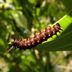 Pipevine swallowtail caterpillar.