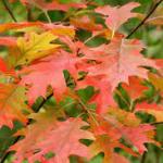 Quercus rubra - Northern red oak
