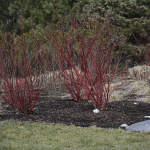 Cornus sericea red twigs