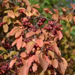 Amelanchier fall color and fruit