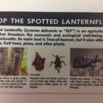 Spotted lanternfly ID card