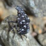 A first instar spotted lanternfly nymph (immature). They remain black in color with white spots through the first 3 instars. Image courtesy of Gregory Hoover.