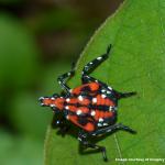 A fourth instar spotted lanternfly nymph (immature). It is at this stage of development where the immature lanternfly develops red patches of color in addition to the black and white spots seen in instars 1-3. Image courtesy of Gregory Hoover.