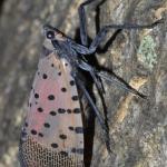 An adult spotted lanternfly at rest. Image courtesy of Gregory Hoover.