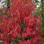 Sourwood (Oxydendrum arboreum) fall color. Photo: Virginia Tech Dept. of Forest Resources and Environmental Conservation