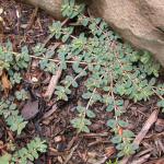 Spotted spurge
