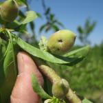 Plant bug injury to peach