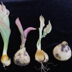 Symptoms of Fusarium Bulb Rot of tulips