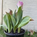 Leaf symptoms of Fusarium Bulb Rot of tulips