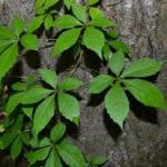 Virginia creeper (Parthenocissus quinquefolia) 
