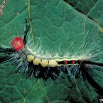 A white-marked tussock moth caterpillar. (Image: John Ghent, Bugwood.org)