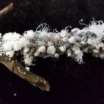 The white, woolly material produced by the woolly alder aphid (Prociphilus tessellatus) is easily spotted. 