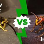 Comparison of European hornet and yellowjacket.