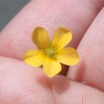 Yellow woodsorrel flower