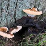 Fruiting bodies of Ganoderma sessile growing from the base of a red oak (Quercus rubra).