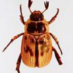 oriental beetle adult