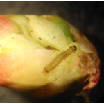 larva on bud