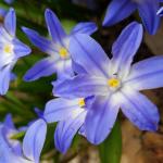 Chionodoxa spp. glory-of-the-snow in full bloom